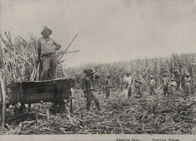 South Sea Islanders labourers loading cut sugar cane into a wagon Queensland