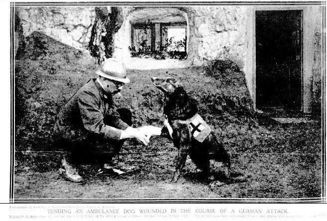 Tending an Ambulance Dog wounded in the Course of a German Attack