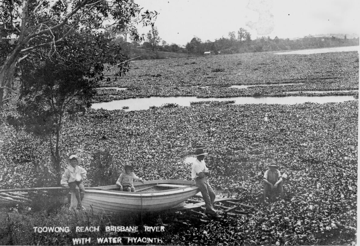 An archival black-and-white photograph shows a wide expanse of the Brisbane River, choked with a dense cover of water hyacinth. In the foreground on the grassy bank, four people are gathered around a small wooden rowboat. On the left, a child sits on the boat's edge under a leafy tree; another child sits inside the boat. A man in a hat and light-colored shirt leans against the boat's bow on the right, while a second man sits on the bank nearby. In the background, patches of open water are visible amidst the