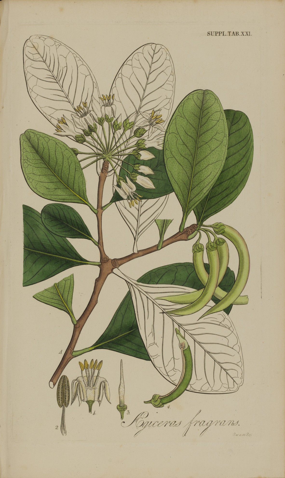 River mangrove from Botanical miscellany vol 5