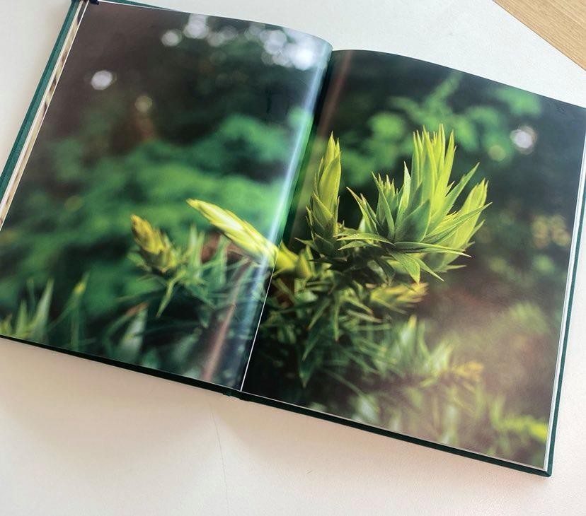 Photo of Kindred spirits book open on Bunya pine foliage 