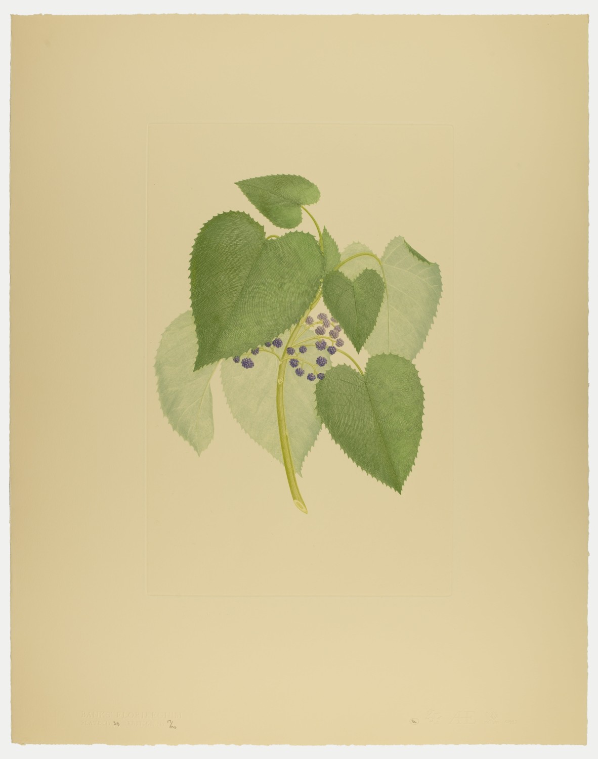 Dendrocnide moroides, plate 313