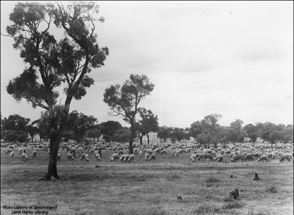 Droving a mob of sheep near Barcaldine.