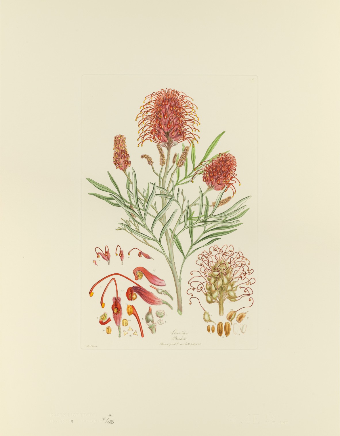 Grevillea banksii Illustrationes florae Novae Hollandiae