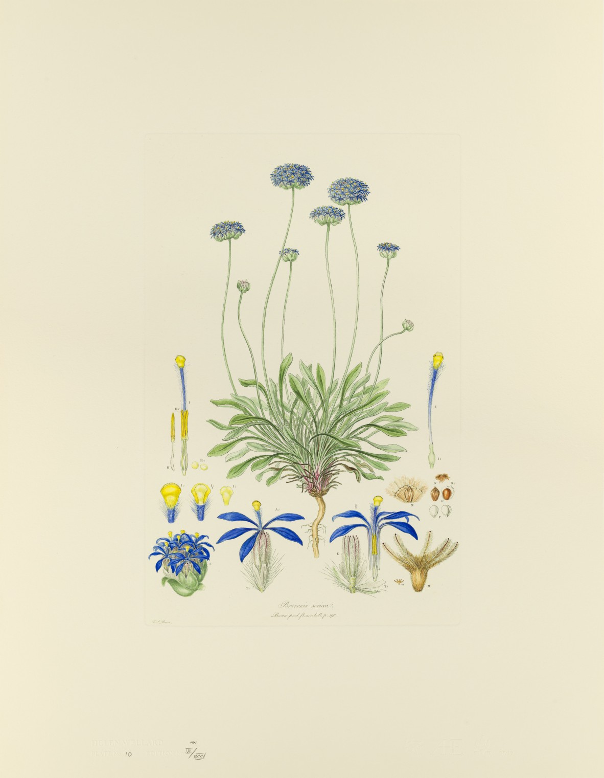 Brunonia Sericea Illustrationes florae Novae Hollandiae