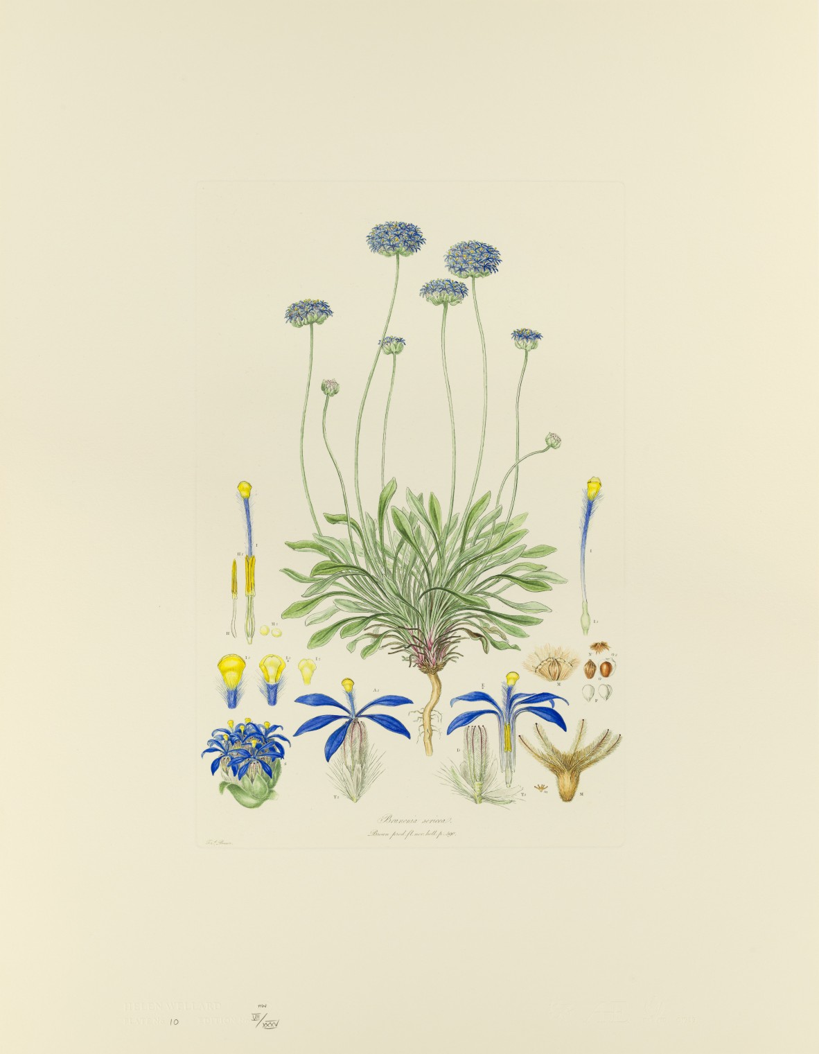 Brunonia Sericea. Illustrationes florae Novae Hollandiae.