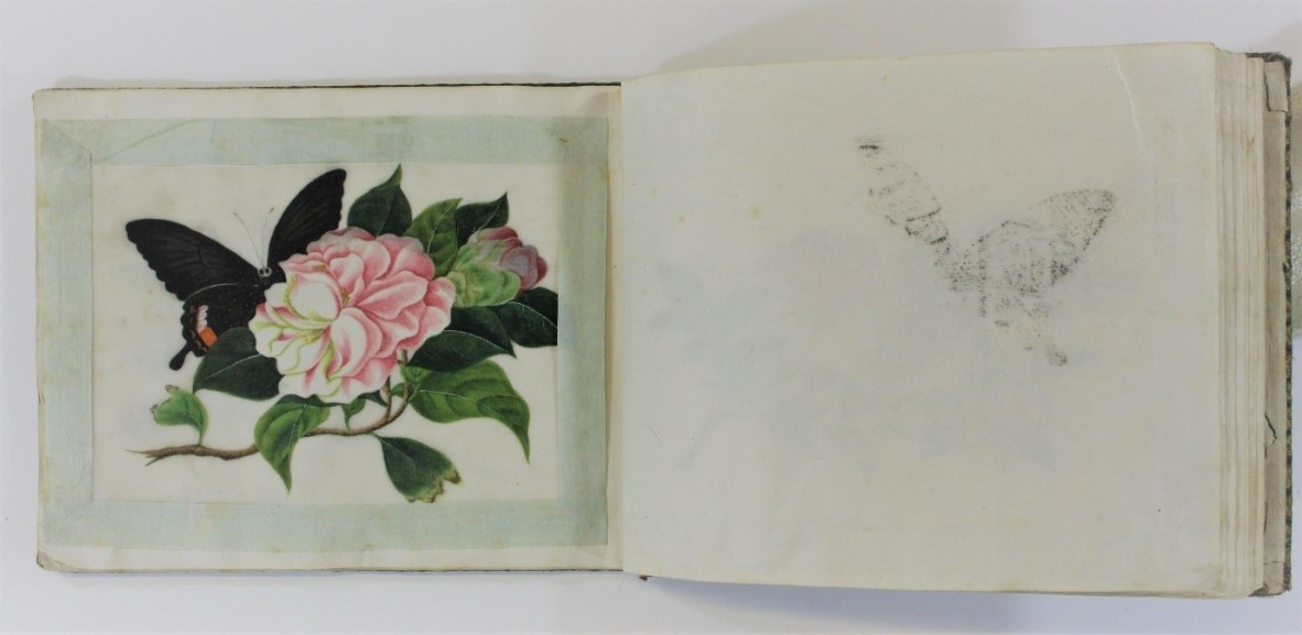 29367 Botanical Gouaches on Pith Paper Album ca. 1840
