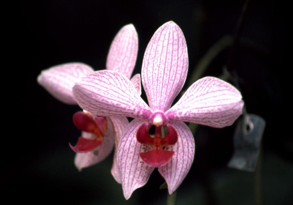  Brilliant orchid growing near the Tinaroo Lake area, 1984.