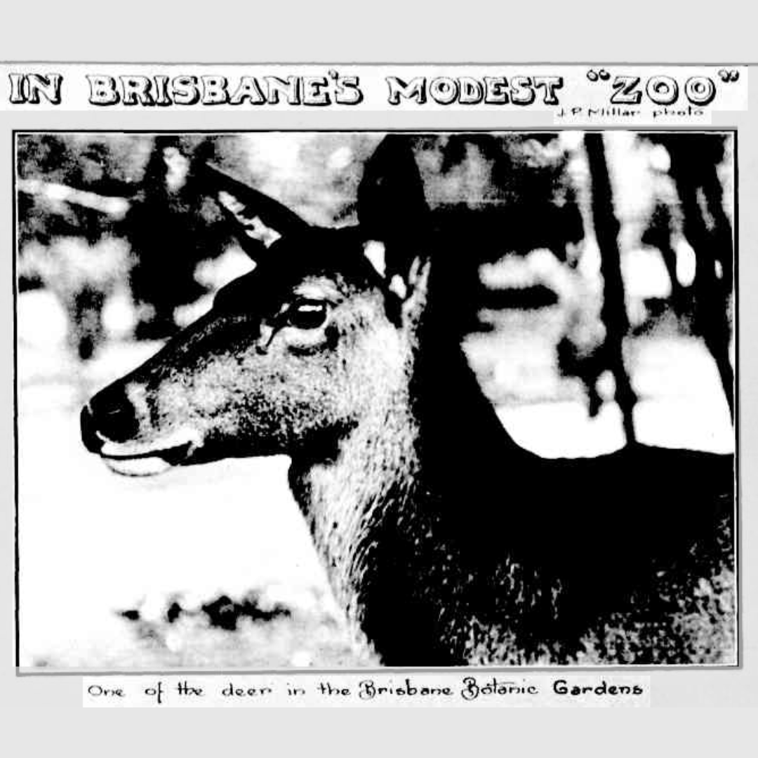 Black and white newspaper image of a deer in the Brisbane Botanic Gardens