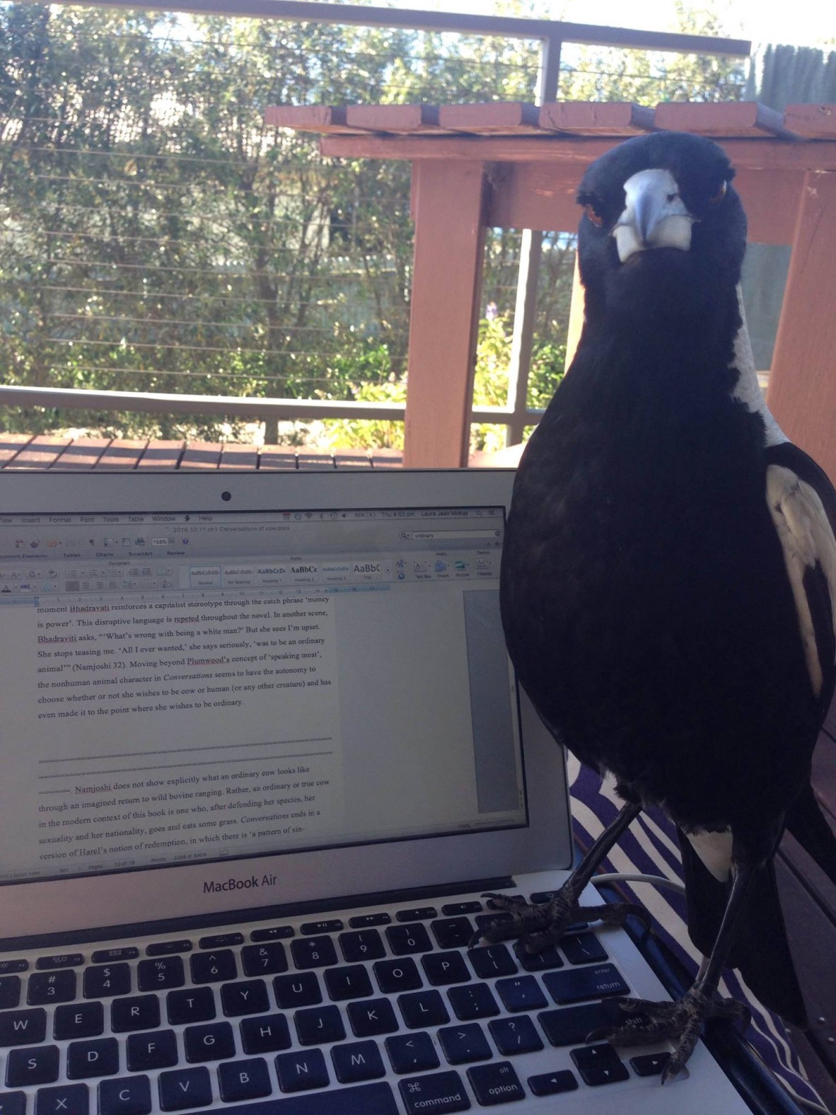 Close up of a magpie sitting on a laptop with a Word doc on the screen