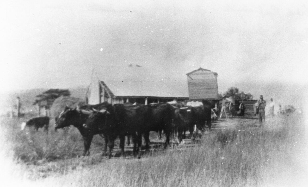 Fred Gilliland transporting his house from Esk to Blackbutt by bullock team.