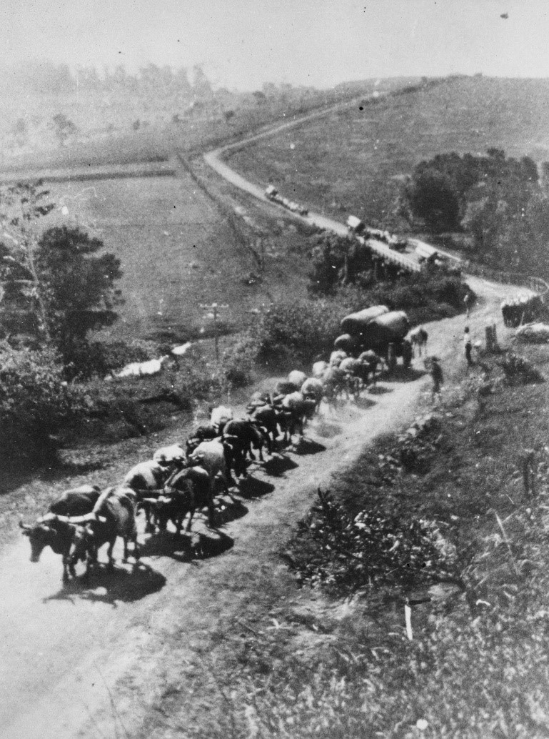 Bullock teams crossing the Blackall Range at Maleny  There are a number of teams each carrying heavy loads of logs 