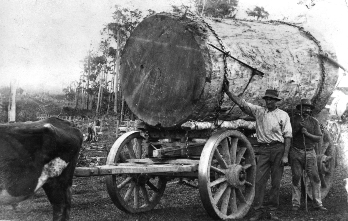 Bullock team transporting timber at Eumundi Queensland ca 1895