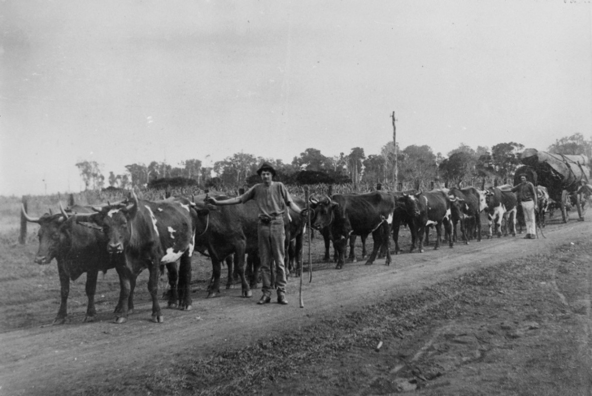 Ted Hankinson and his bullock team hauling logs near Maleny Queensland ca 1923