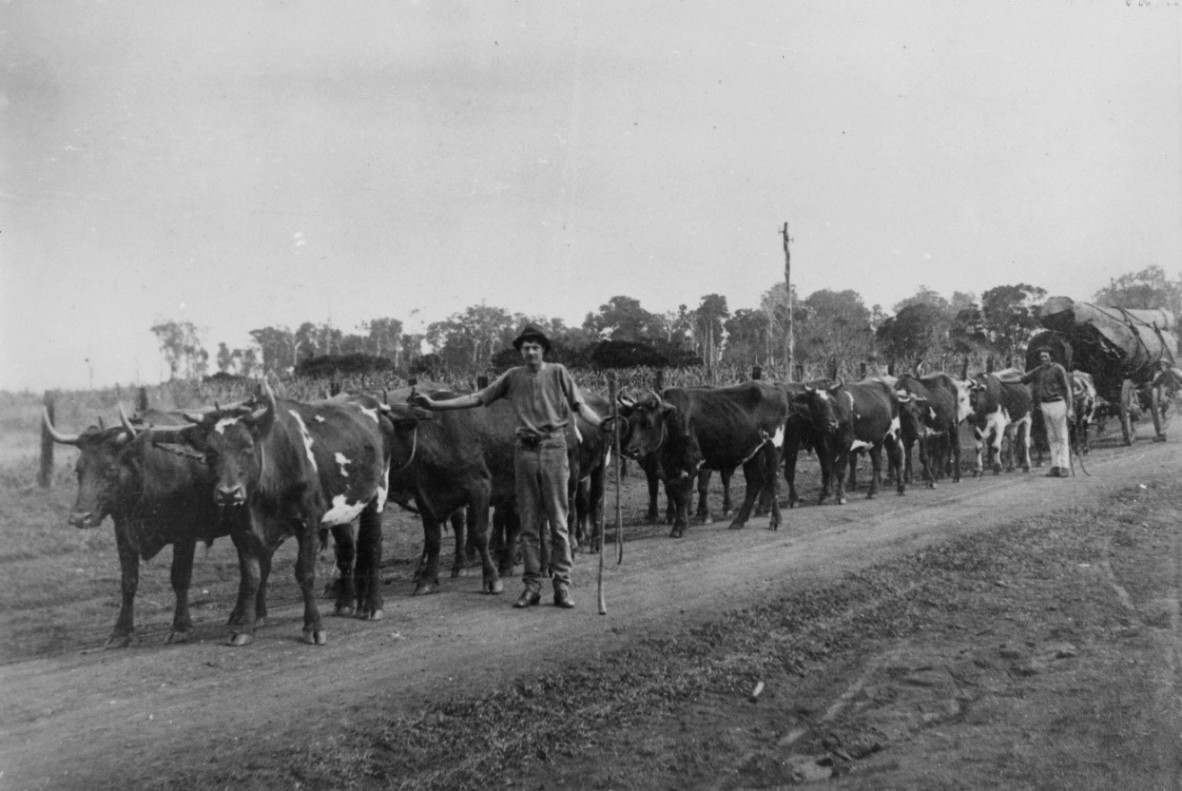 Ted Hankinson and his bullock team hauling logs near Maleny, Queensland, ca 1923