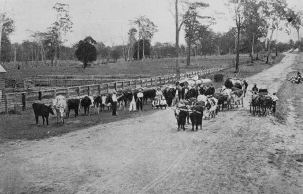 Auction sale of W Litherlands bullock teams at Caboolture 1907