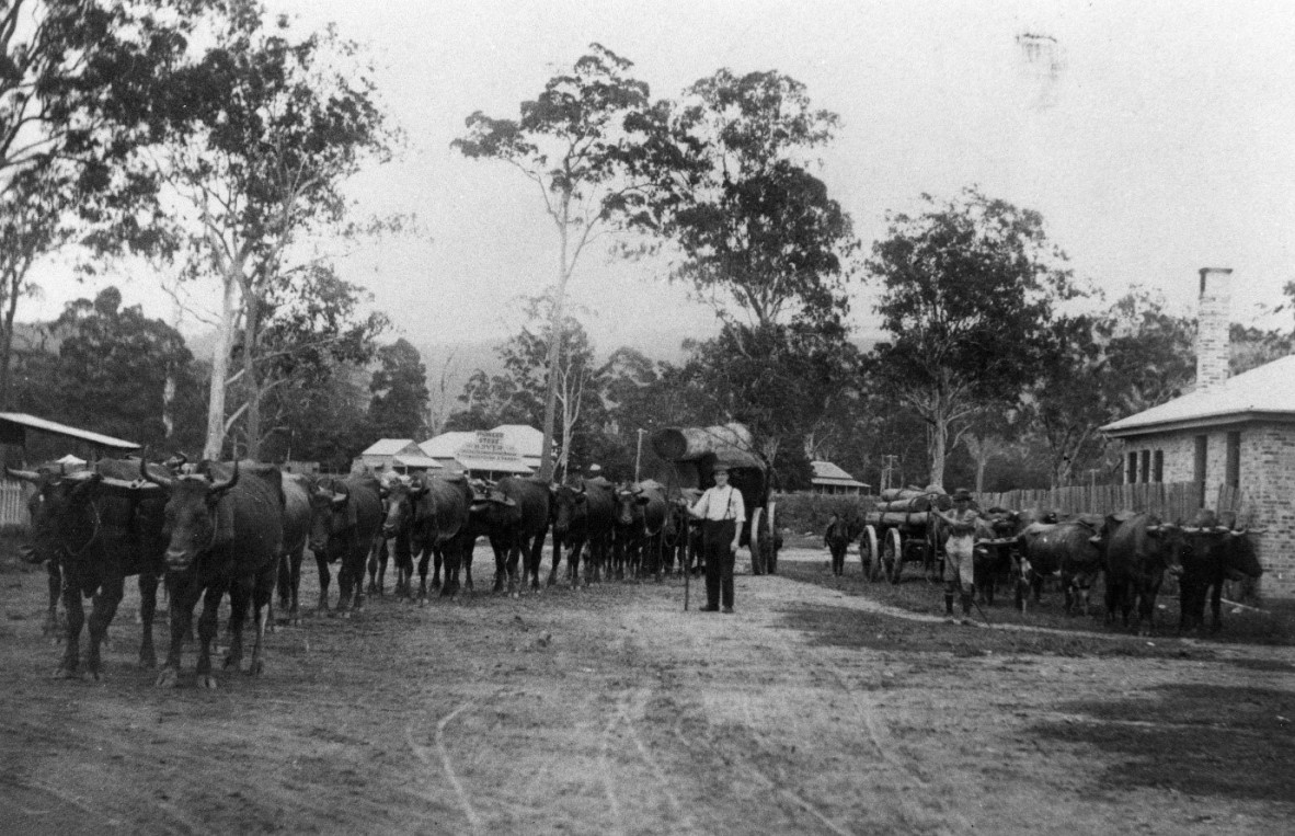 Bullock teams hauling logs through Landsborough to the railway yards