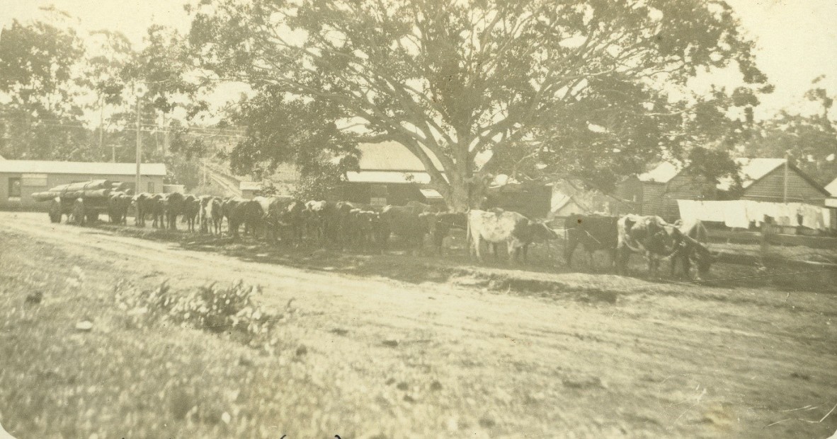 Bullock team hauling timber at Buderim