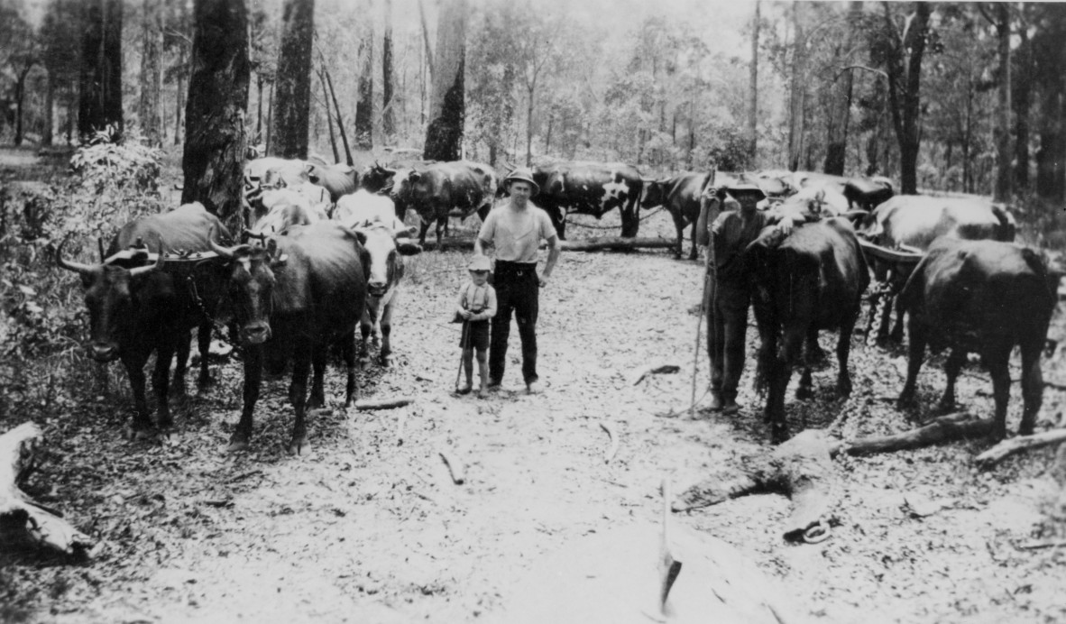 Budge Miner and his son surrounded by their bullock team at Ringtail Pomona Queensland ca 1895