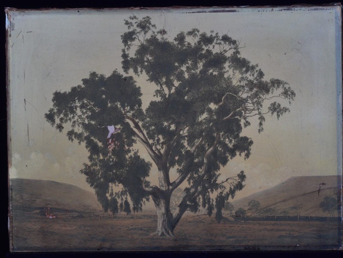 UV photograph of Red Gum Tree by Richard Daintree [Works of Art]