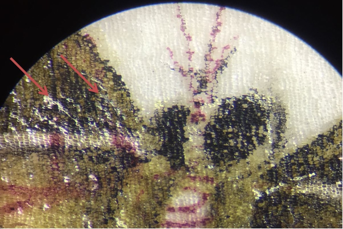 Some of the white lines are hairs from the artists paintbrush 208x magnification