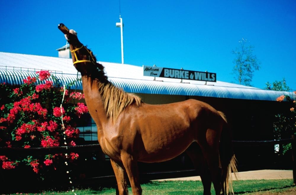 Horse Drinking a beer outside a pub