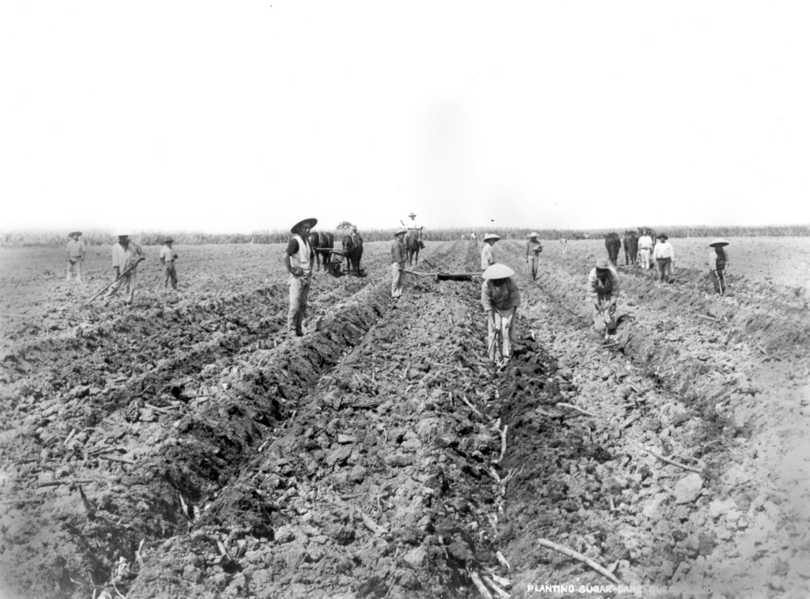 Image of Chinese farm workers planting cane on Hambledon Sugar Plantation, Cairns, 1890s