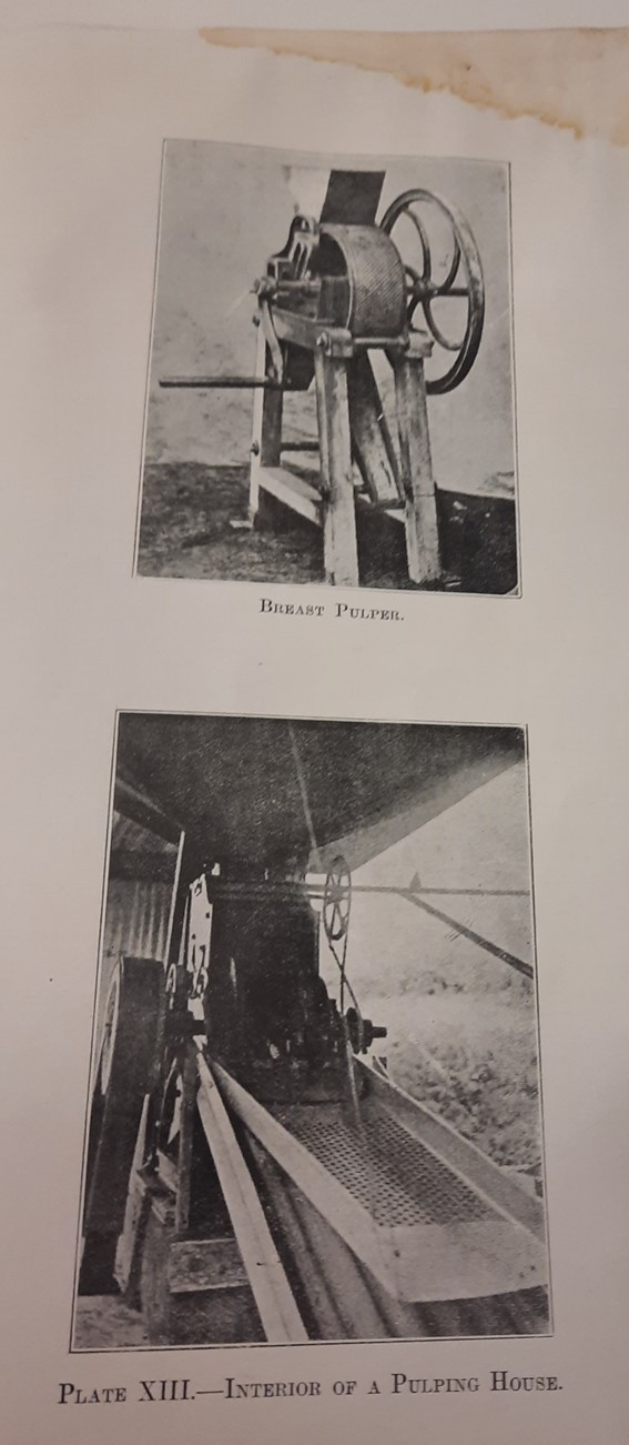 Two pieces of early equipment used for creating coffee from "Coffee cultivation in Queensland" by H. Newport, 1910.