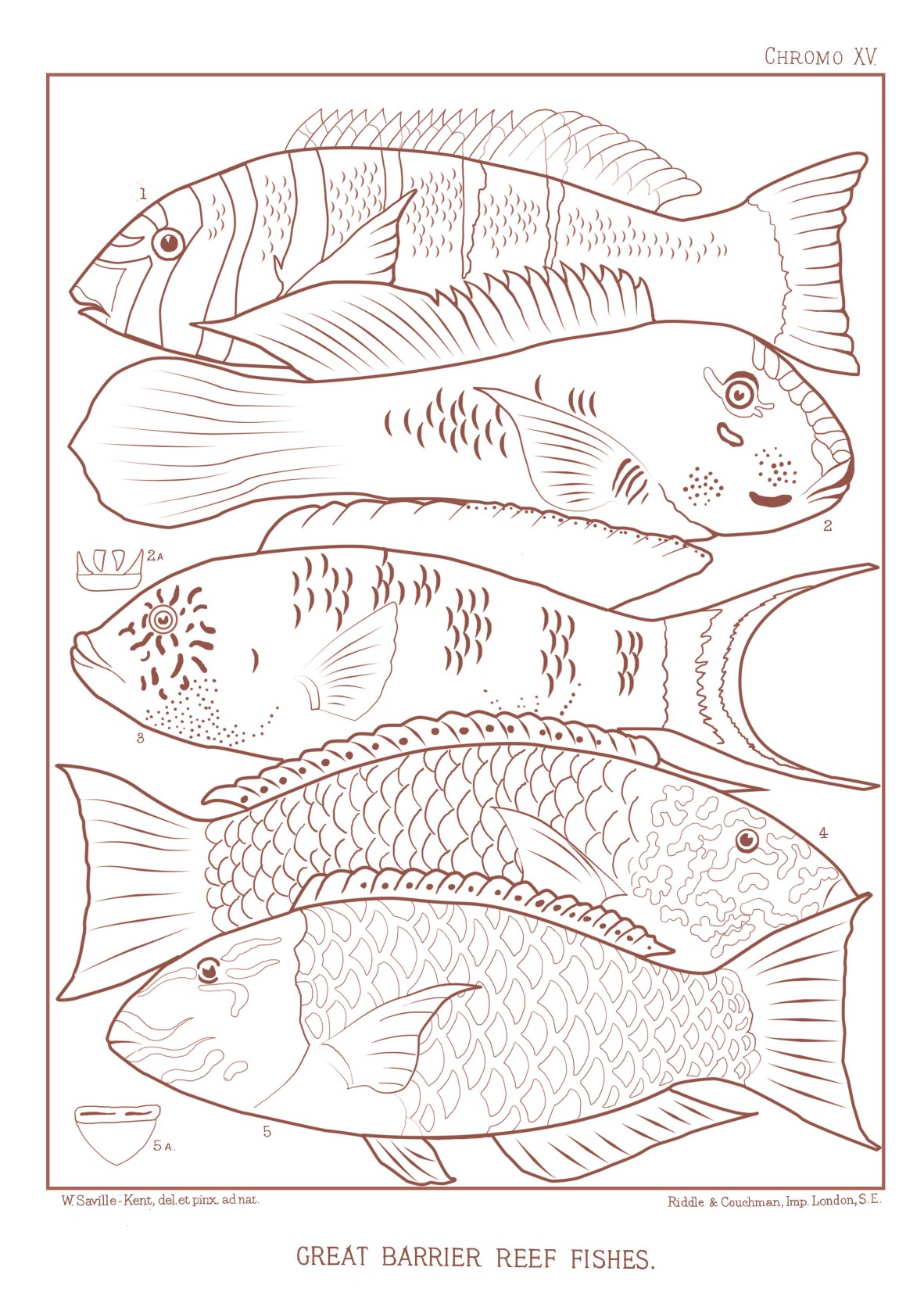 Drawing of 5 Great Barrier Reef fish