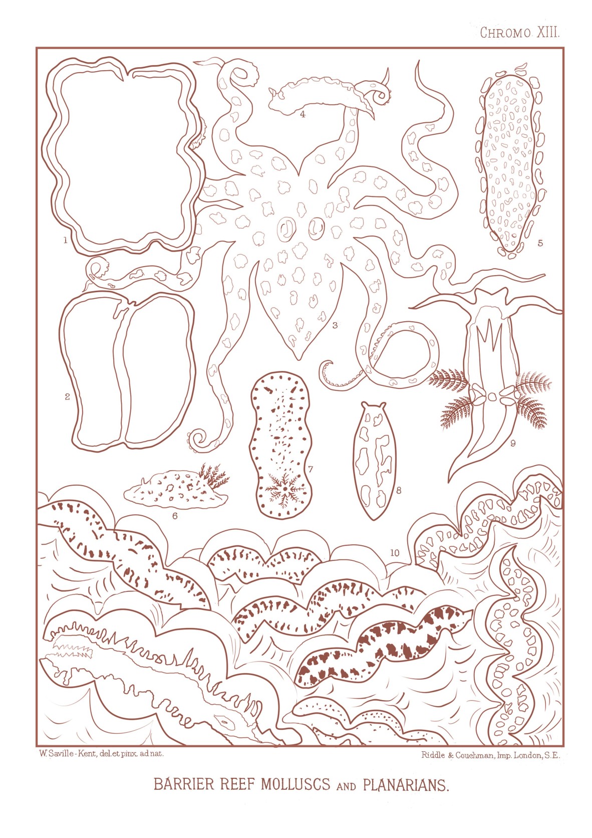 Drawing of Great Barrier Reef Molluscs and Planarians