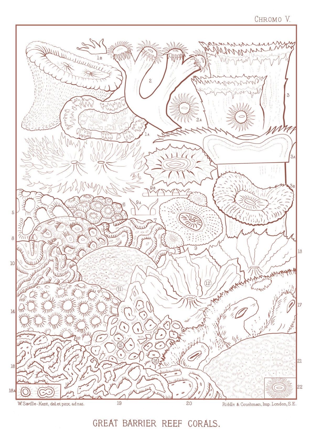 Drawing of Great Barrier Reef Corals