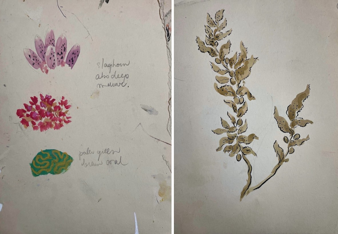 Left: Watercolour and gouache sketches of corals, undated; Right: Watercolour and ink sketch of seaweed, undated. Both by Olive Ashworth.