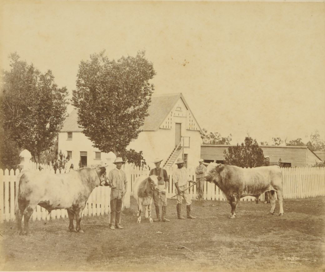Glengalan bulls, 1877.