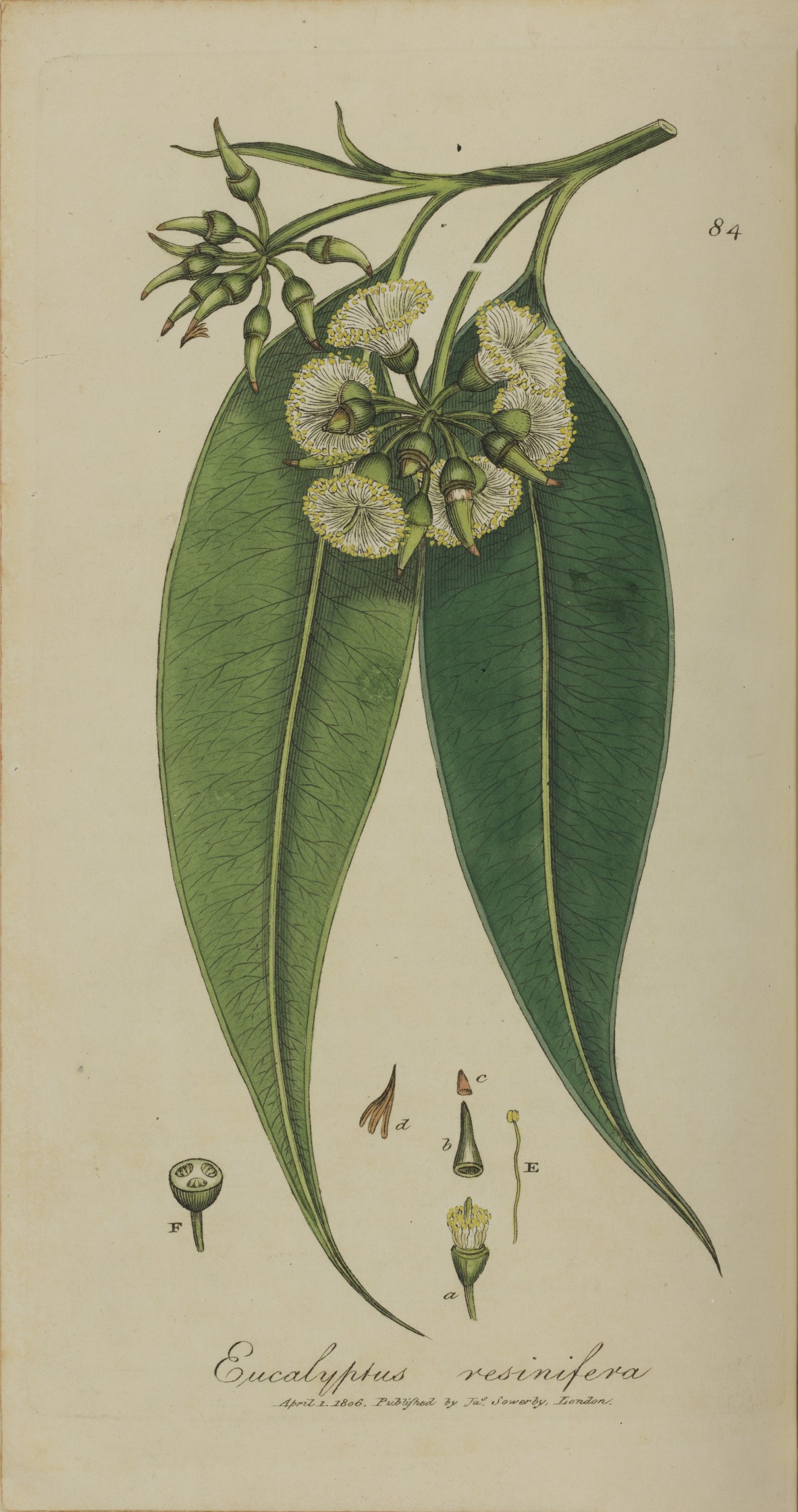 Eucalyptus resinifera 1804-1805 Exotic Botany, Australian Library of Art, State Library of Queenslan