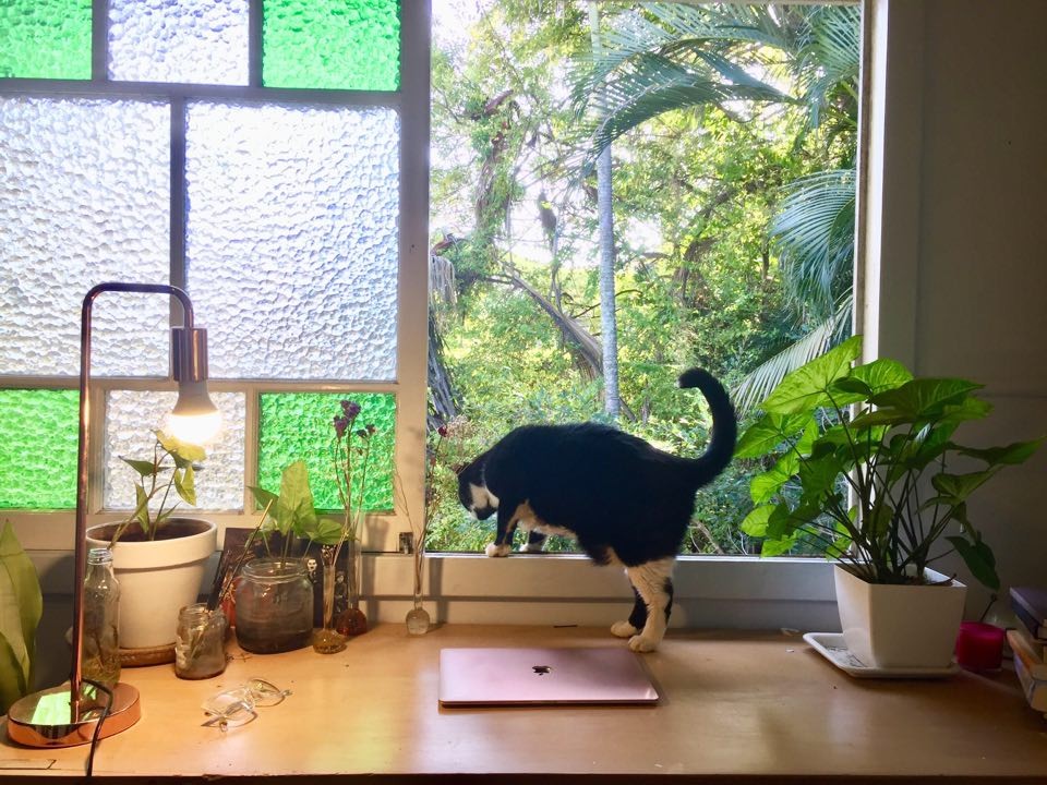 A desk facing out to an open window A laptop sits on the desk and a black-and-white cat peers out of the window