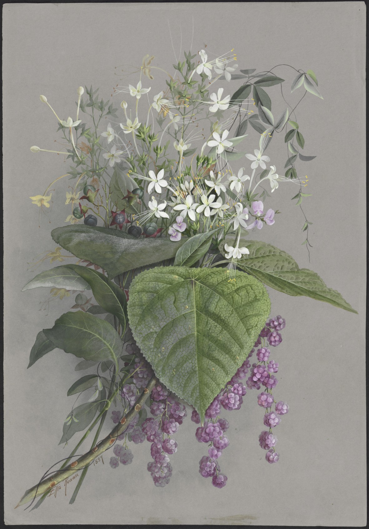 Ellis Rowan - Clerodendrum floribundum 