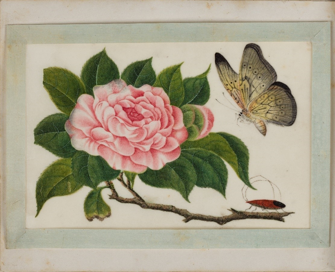 After conservation the 12 paintings on pith paper were re -attached with hinges made of Japanese paper to their silk ribbon borders They were then attached with paper hinges back onto their respective album pages  