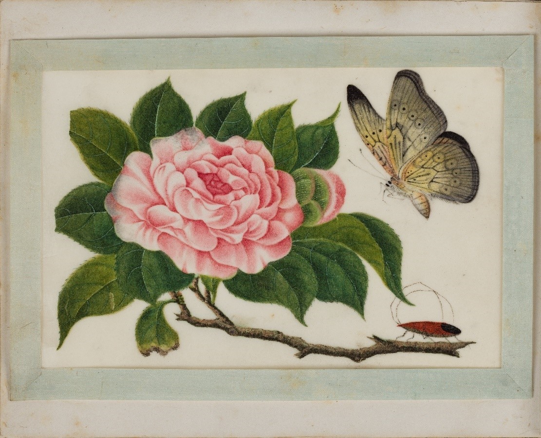 After conservation, the 12 paintings on pith ‘paper’ were re -attached with hinges made of Japanese paper to their silk ribbon borders. They were then attached with paper hinges back onto their respective album pages.
