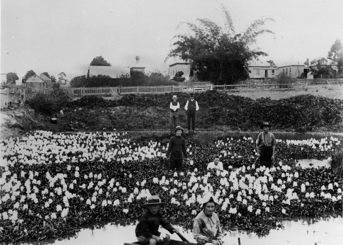 An archival black-and-white photograph shows seven people gathered around a pond choked with flowering water hyacinths. In the foreground, two young boys sit in a small boat in the open water. Behind them, a dense mat of dark green leaves and light-colored blossoms covers the pond. Standing within the patch of weeds are three men: one on the left in a dark long-sleeved shirt and hat, one in the center crouching down, and one on the right in suspenders, trousers, and a wide-brimmed hat. Further back, on