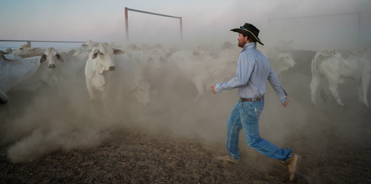Zach Weir rounding up cattle