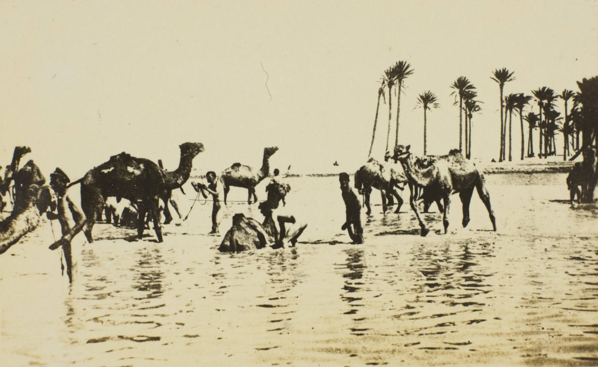 Soldiers Washing Camels in the Ocean El-Arish Palestine ca. 1917