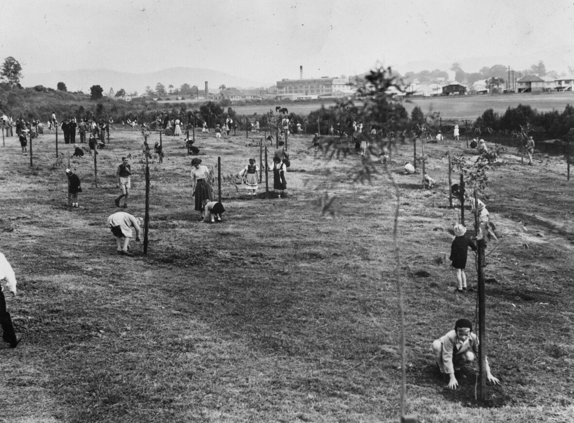Migrant children planting trees at Ballymore Park in Herston, Queensland, 1953.