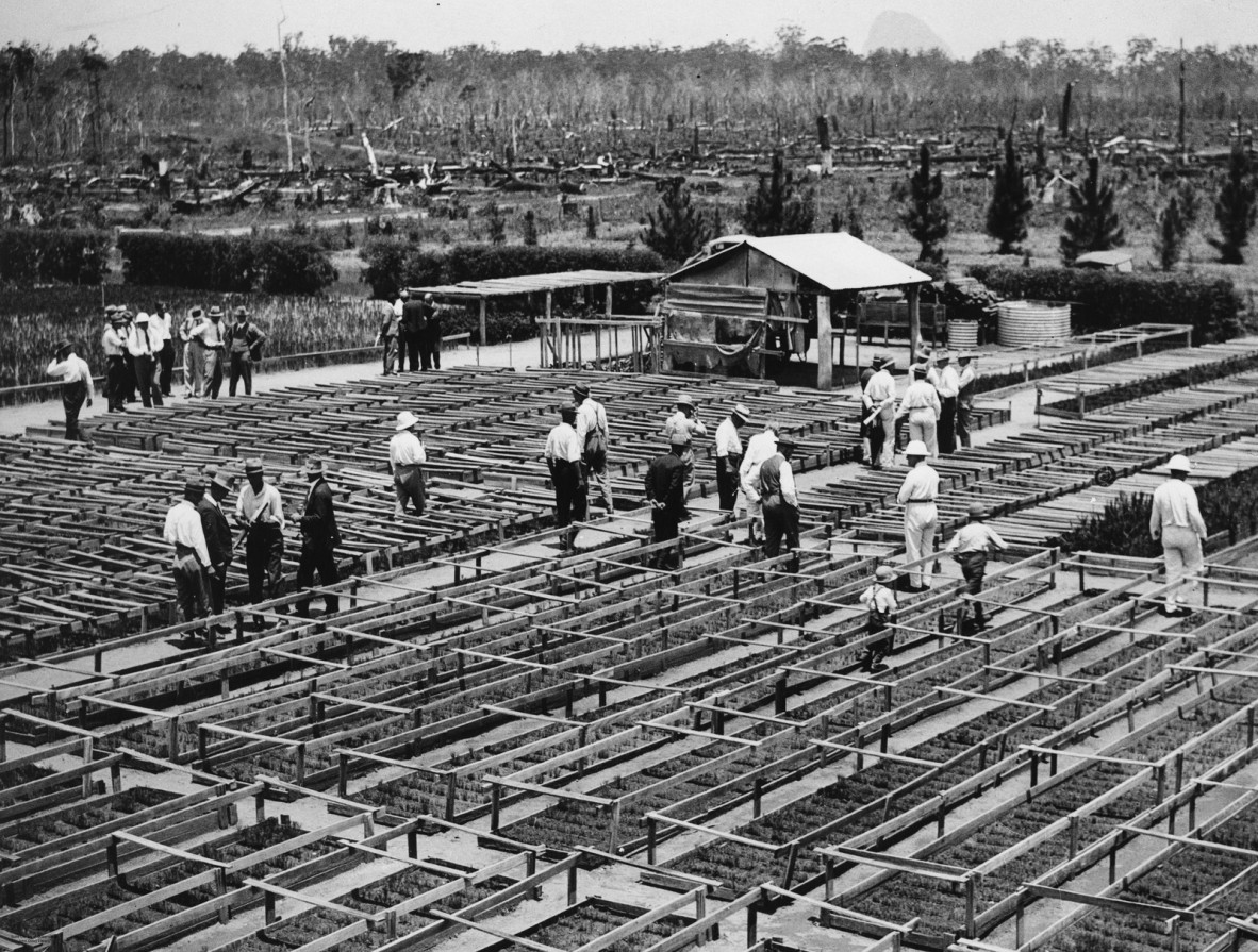 Inspection of pine tree seedlings near Beerwah, Queensland, 1932.