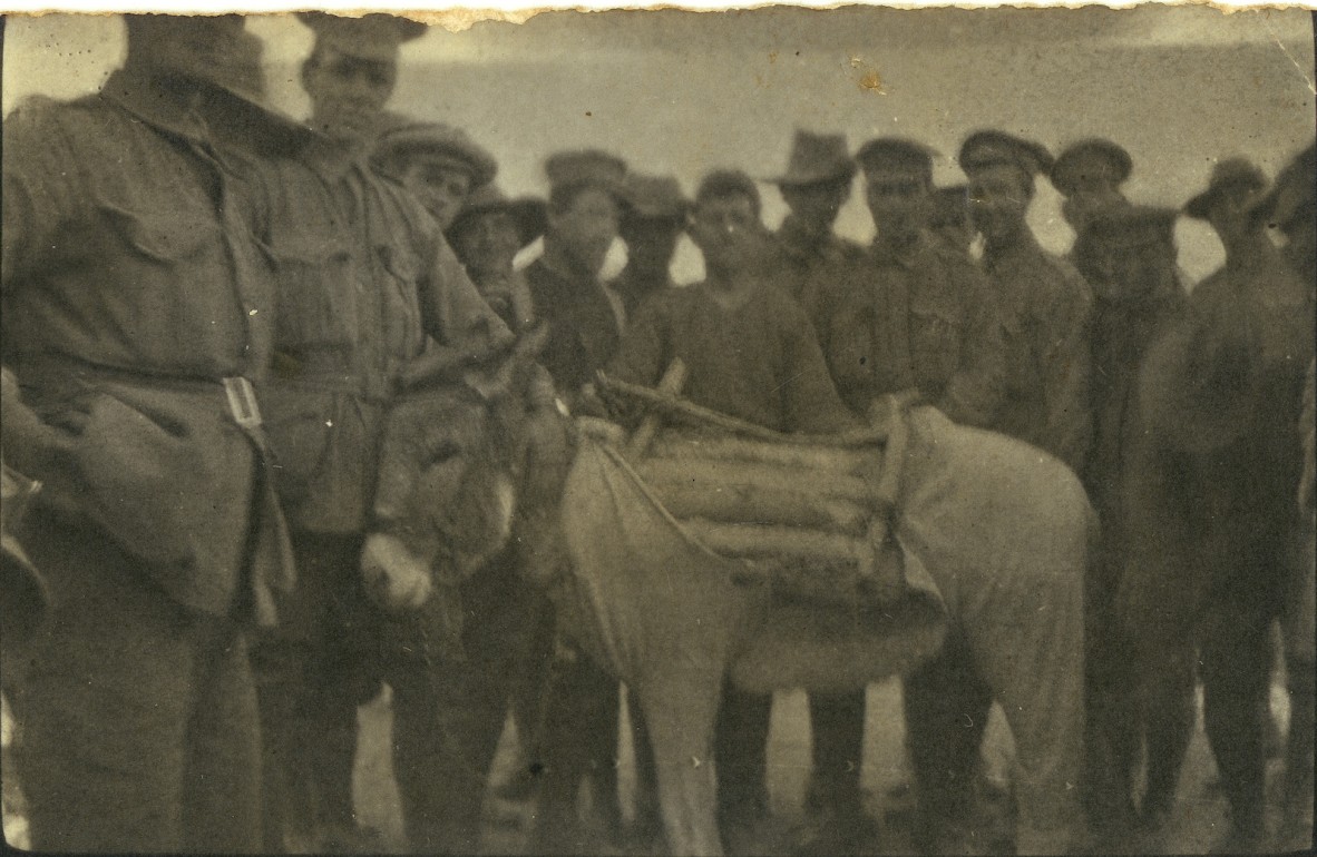 Donkey and stretcher bearers at Gallipoli, 1915