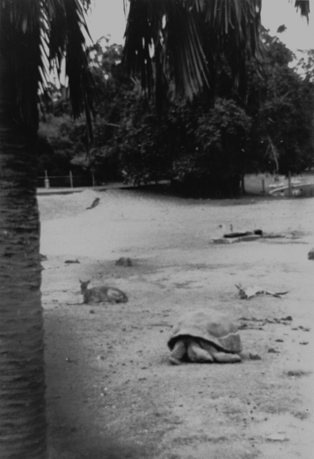Black and white photograph of an open area in Brisbane City Botanic Gardens. In the foreground is a tortoise, surrounded by a deer and kangaroo or wallaby lying down.
