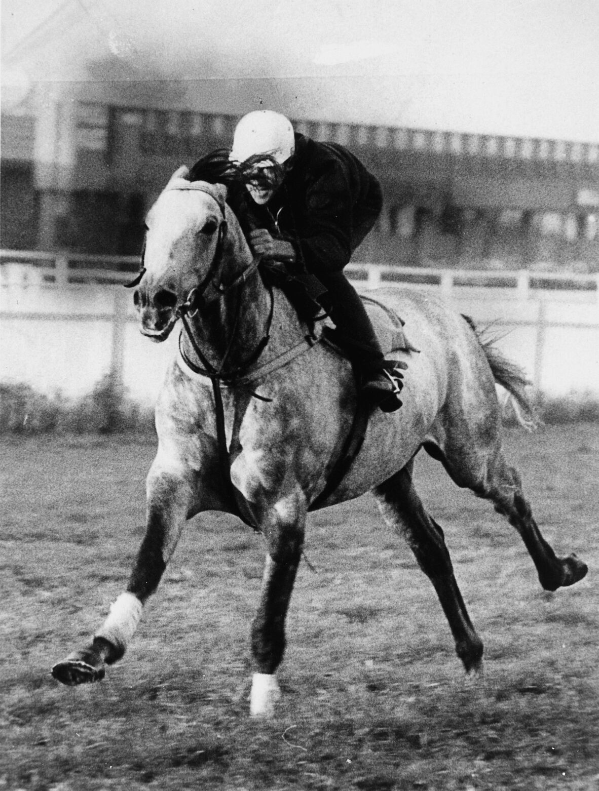 Champion racehorse Gunsynd being ridden at trackwork April 1973