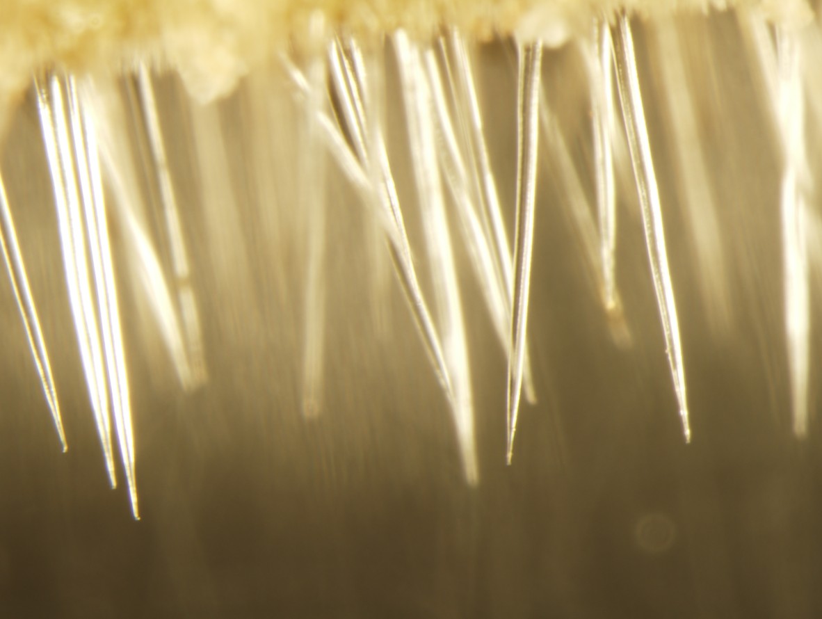 Needle-like hairs of Dendrocnide moroides 