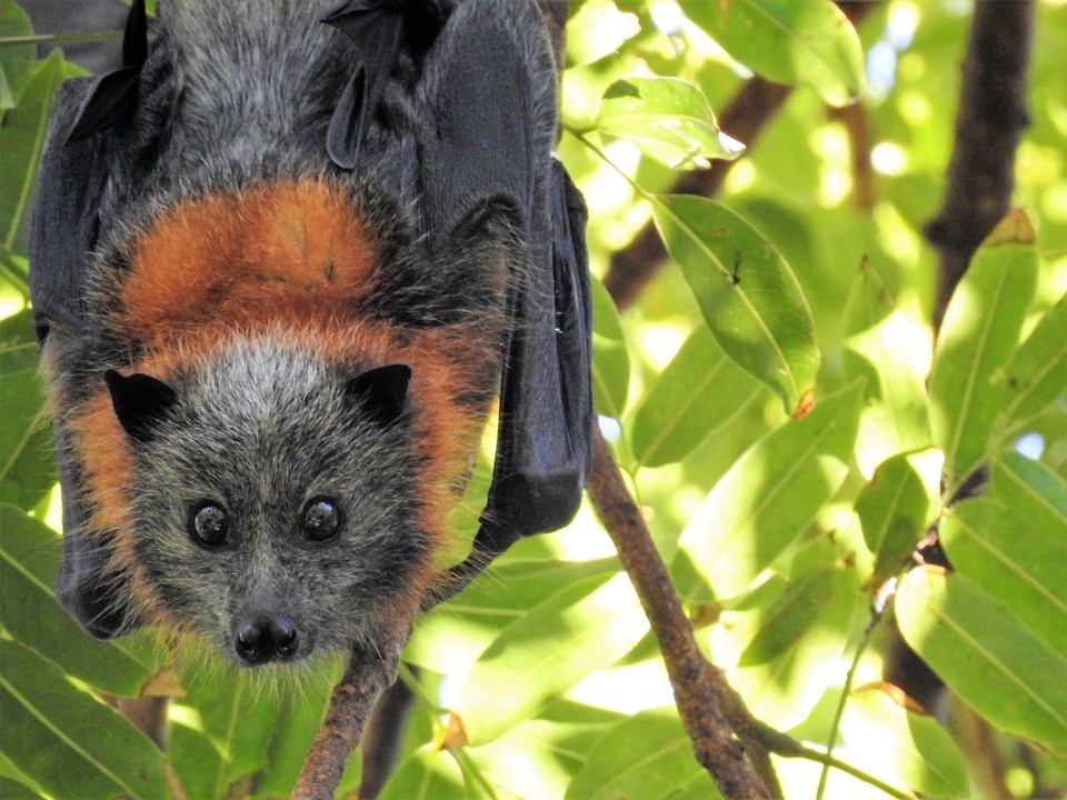 A bat hanging from a tree and looking at the photocamera