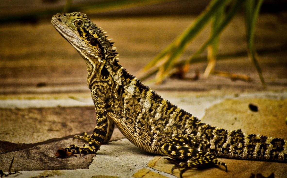 Profile colour photograph of water dragon