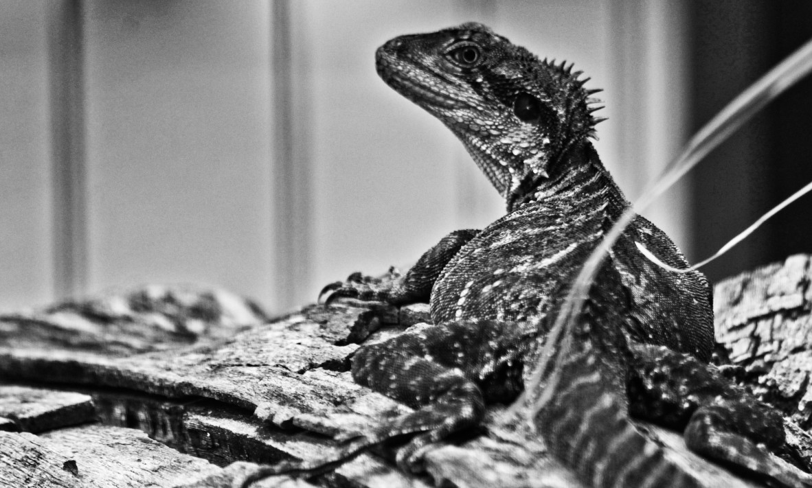 Black and white photograph of water dragon